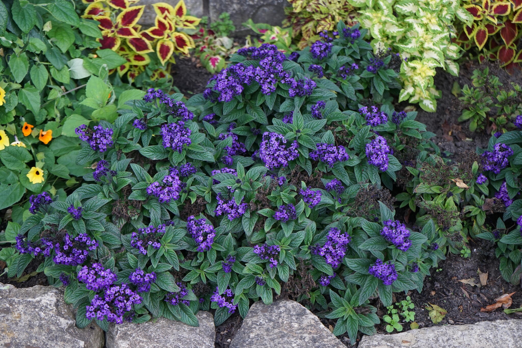 Heliotropium arborescens